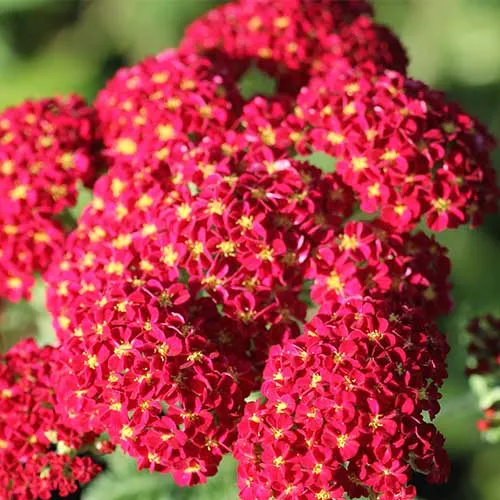 Achillea millefolium Pomegranate