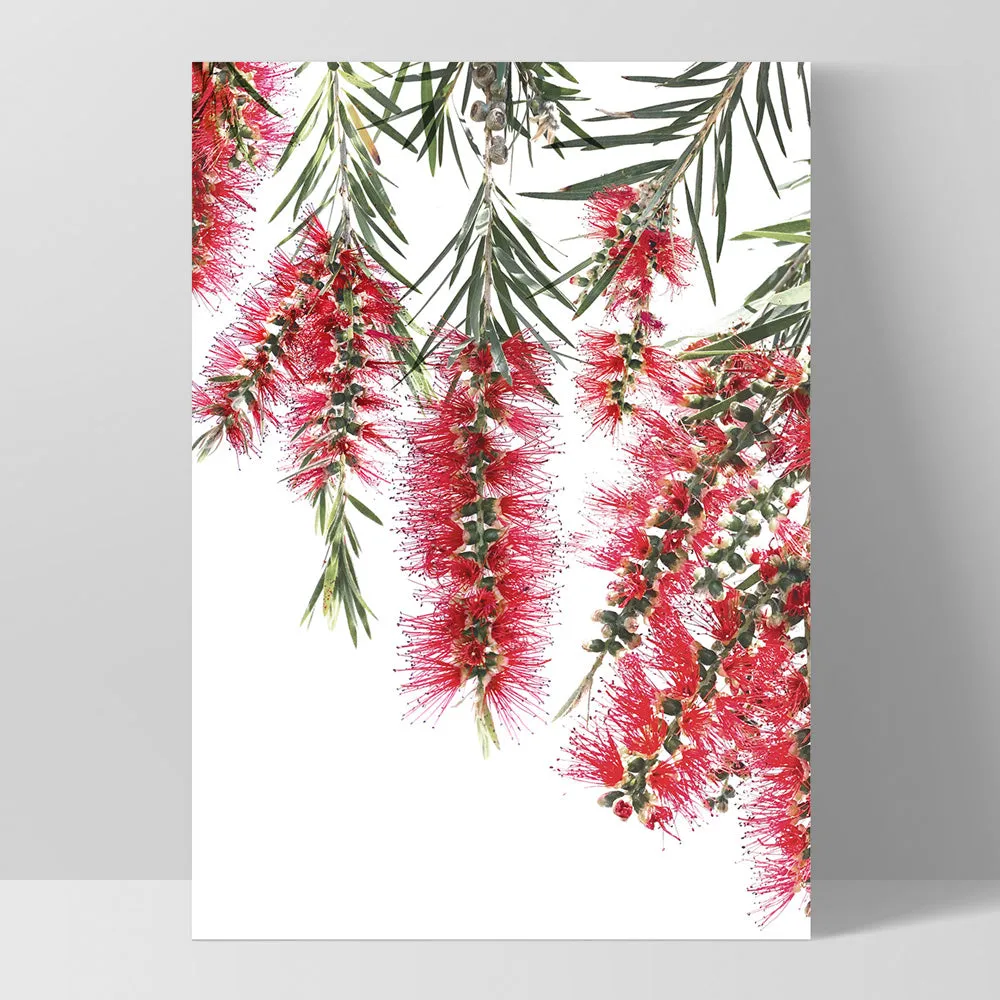 Bottle Brush Flowers I - Art Print