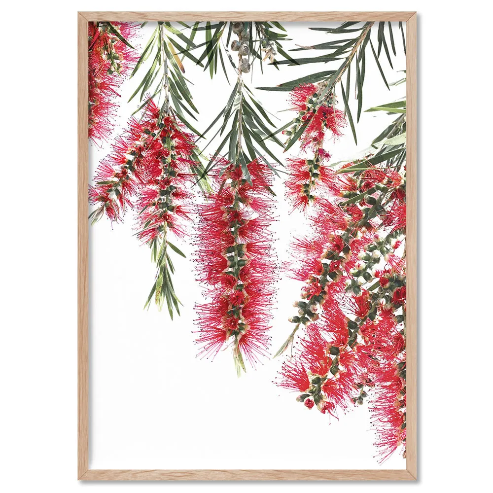 Bottle Brush Flowers I - Art Print