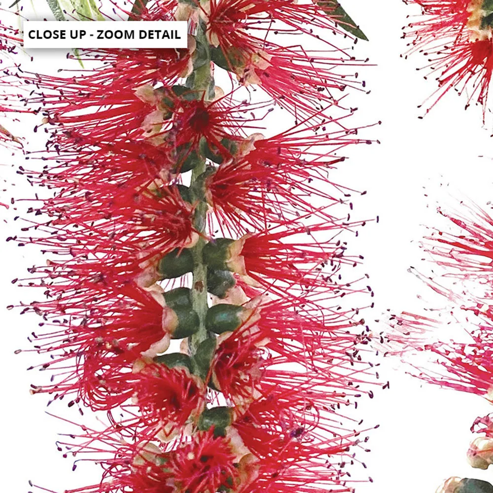 Bottle Brush Flowers I - Art Print