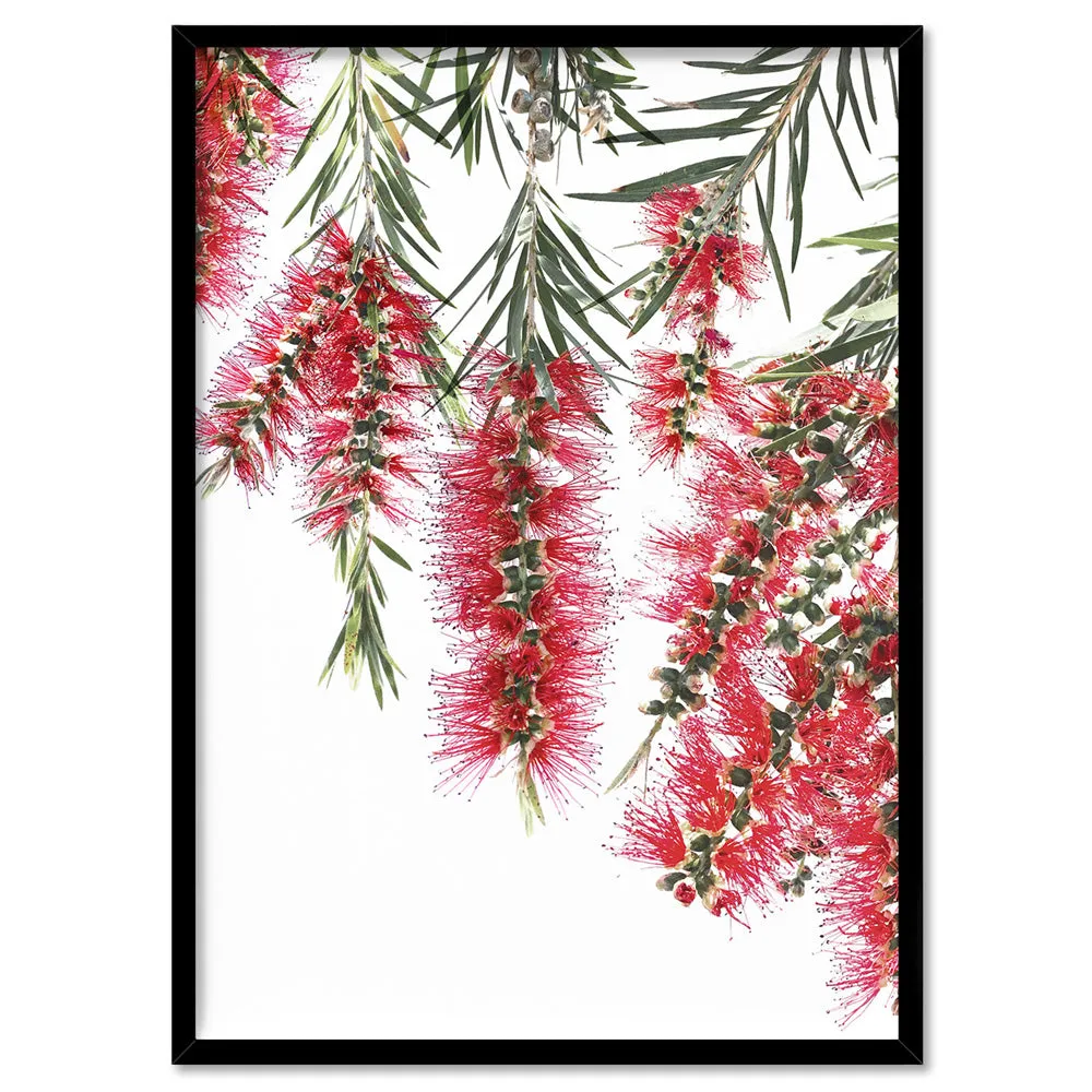 Bottle Brush Flowers I - Art Print