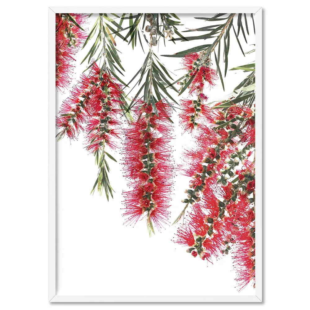 Bottle Brush Flowers I - Art Print